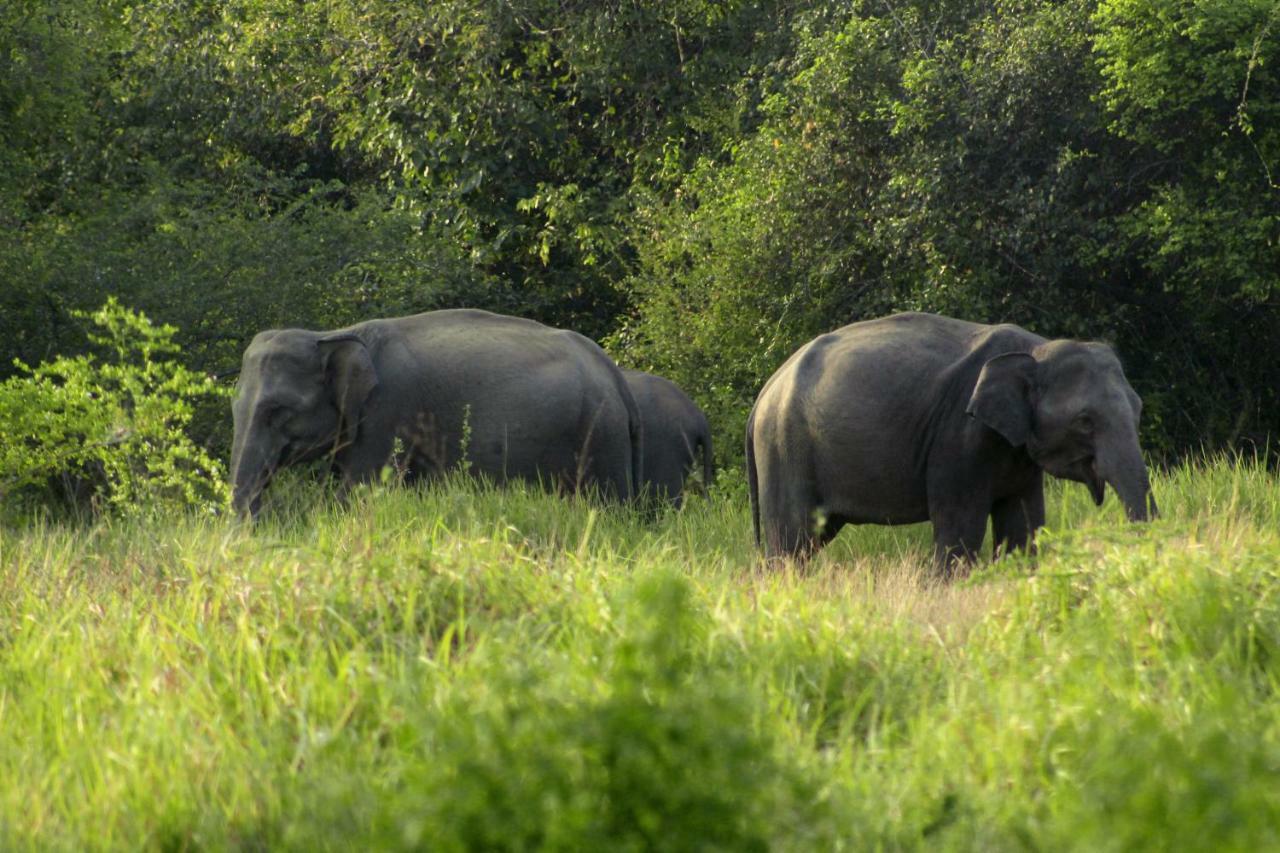 Wasgamu Safari Lodge Wasgamuwa Exteriér fotografie