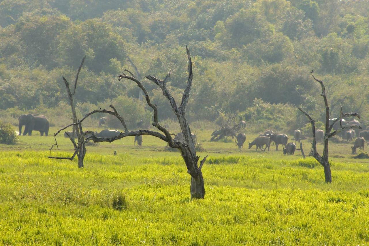 Wasgamu Safari Lodge Wasgamuwa Exteriér fotografie