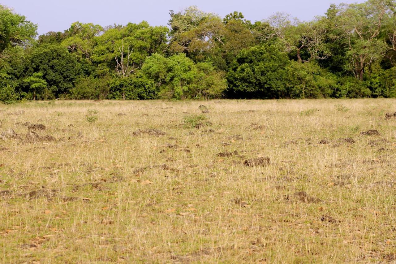 Wasgamu Safari Lodge Wasgamuwa Exteriér fotografie