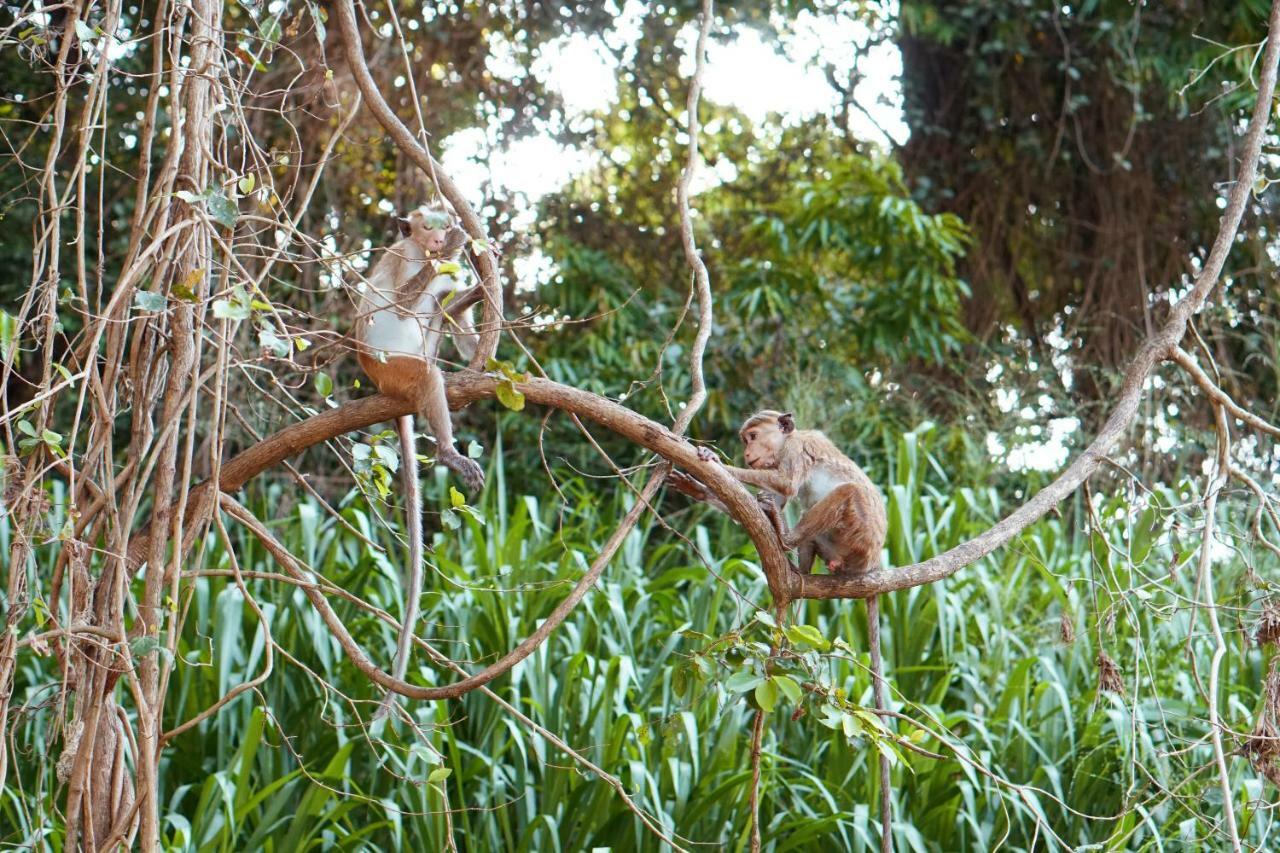 Wasgamu Safari Lodge Wasgamuwa Exteriér fotografie