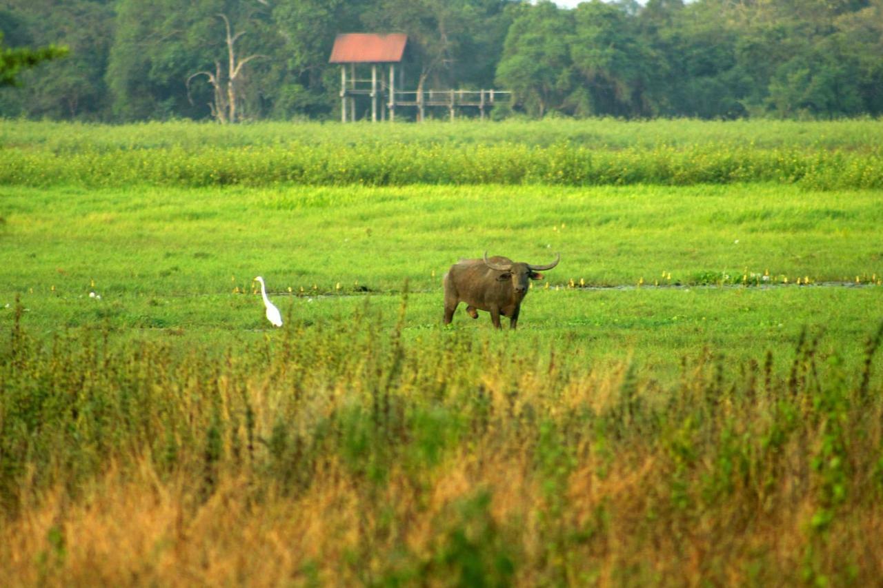 Wasgamu Safari Lodge Wasgamuwa Exteriér fotografie