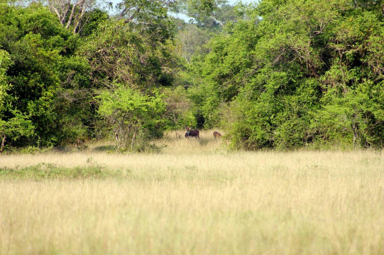 Wasgamu Safari Lodge Wasgamuwa Exteriér fotografie